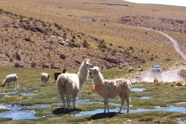 Bolívia: lhamas pastando em terras altas com vegetação rasteira e riachos, com montanhas áridas ao fundo, típica paisagem do altiplano andino.