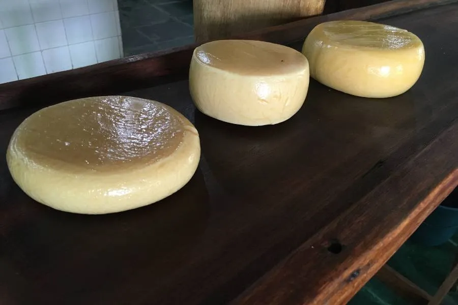 Queijos redondos e brancos de Minas, possivelmente queijo Canastra e queijo Minas frescal, em ambiente de produção em Minas Gerais.